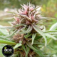 ACE Seeds ErdPurt CBD